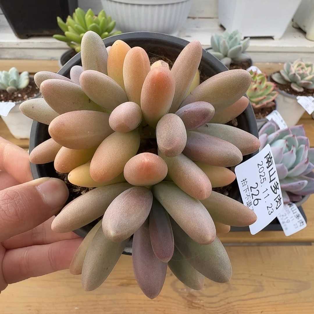 四头日光灯111123-226