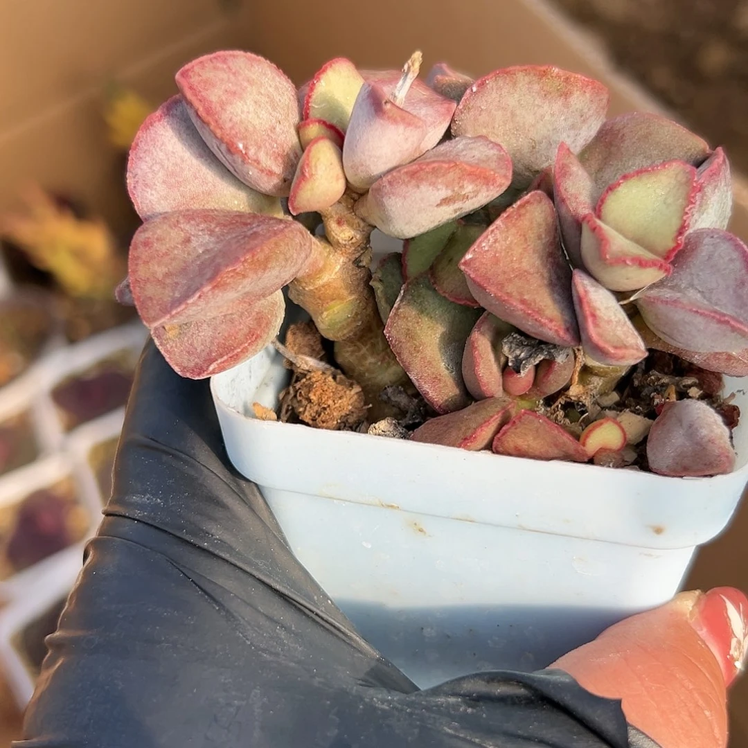 多肉植物金牛座水泡