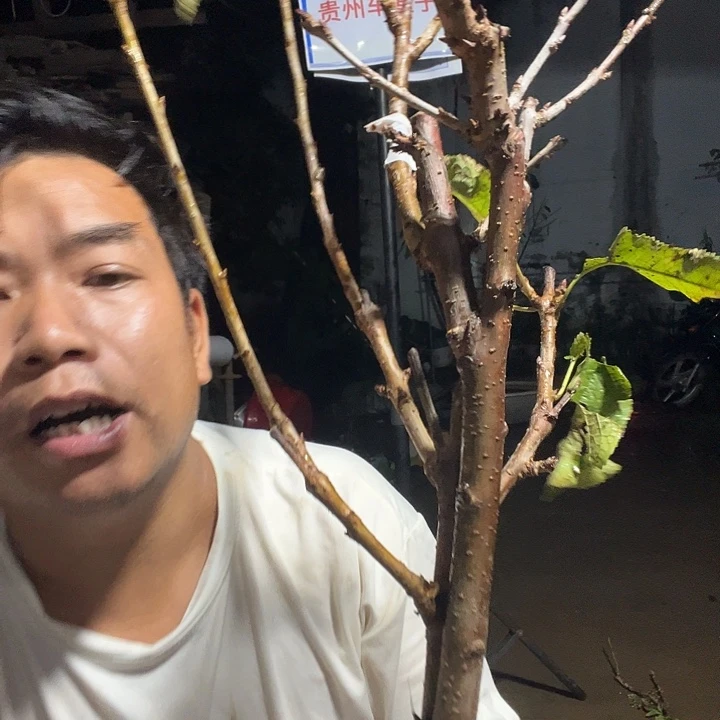 天***马当前无花栽培后可以开花337