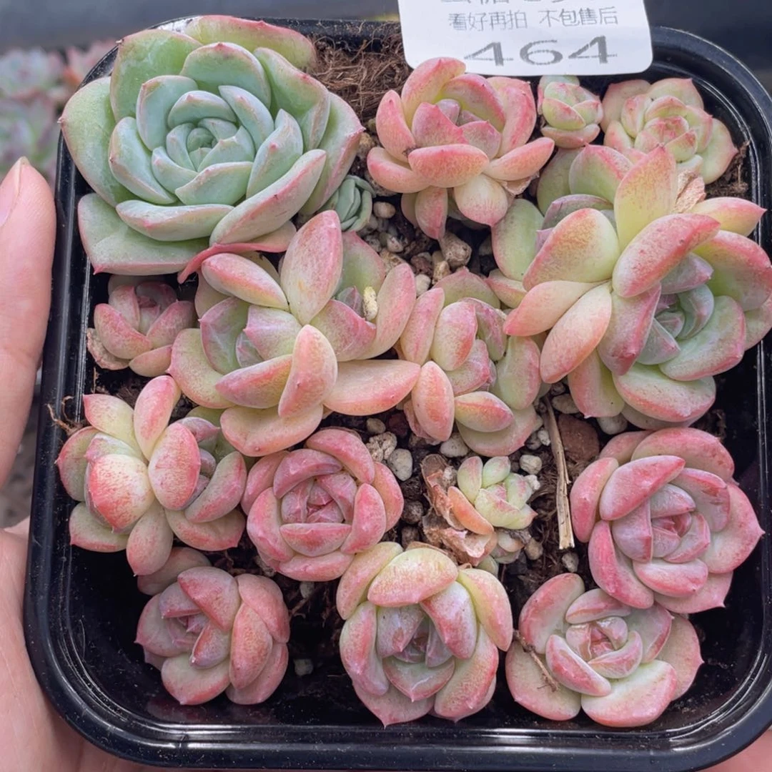 云糖心多肉植物464