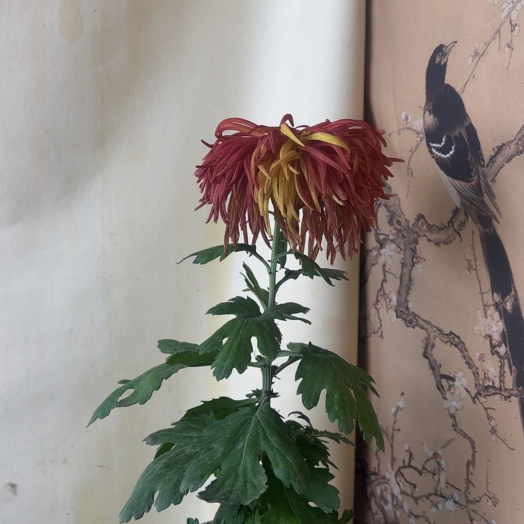 全部花朵M777777777