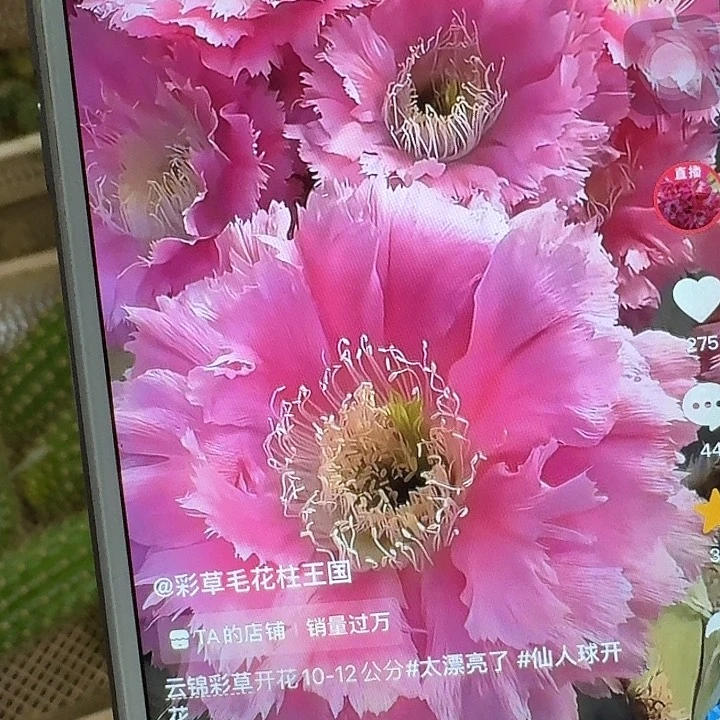 云锦侧芽4公分以上彩草