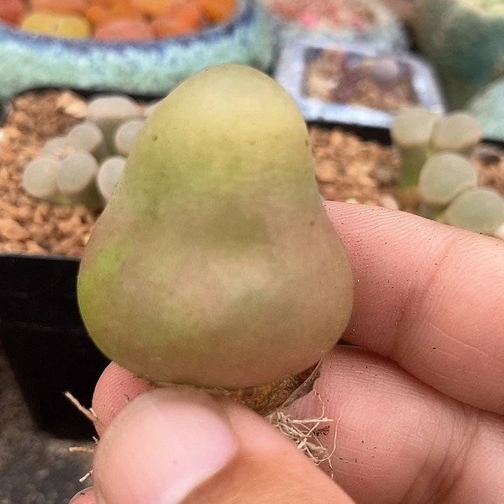 27501巨大一颗