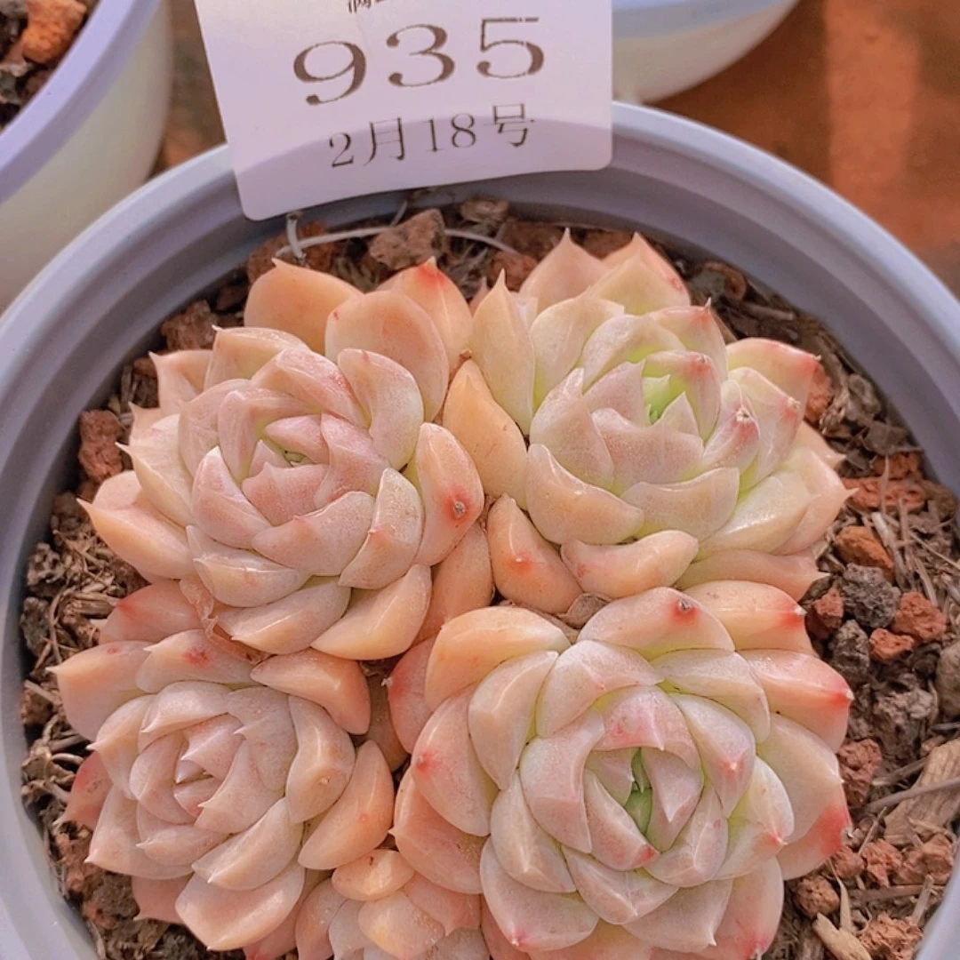 【闪购商品】云935
