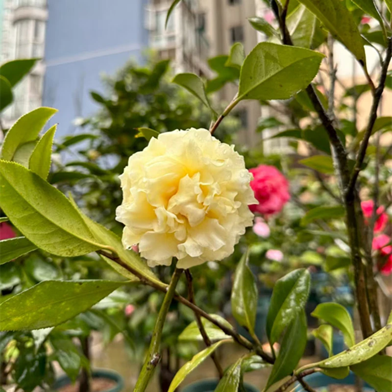 【正黄旗茶花】黄色系珍品 日系 完全重瓣型