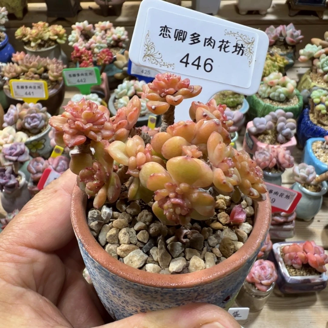 446蜡牡丹老桩无砍000