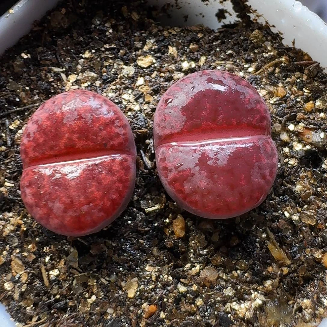 生石花2:：/。  28。 1.5左右