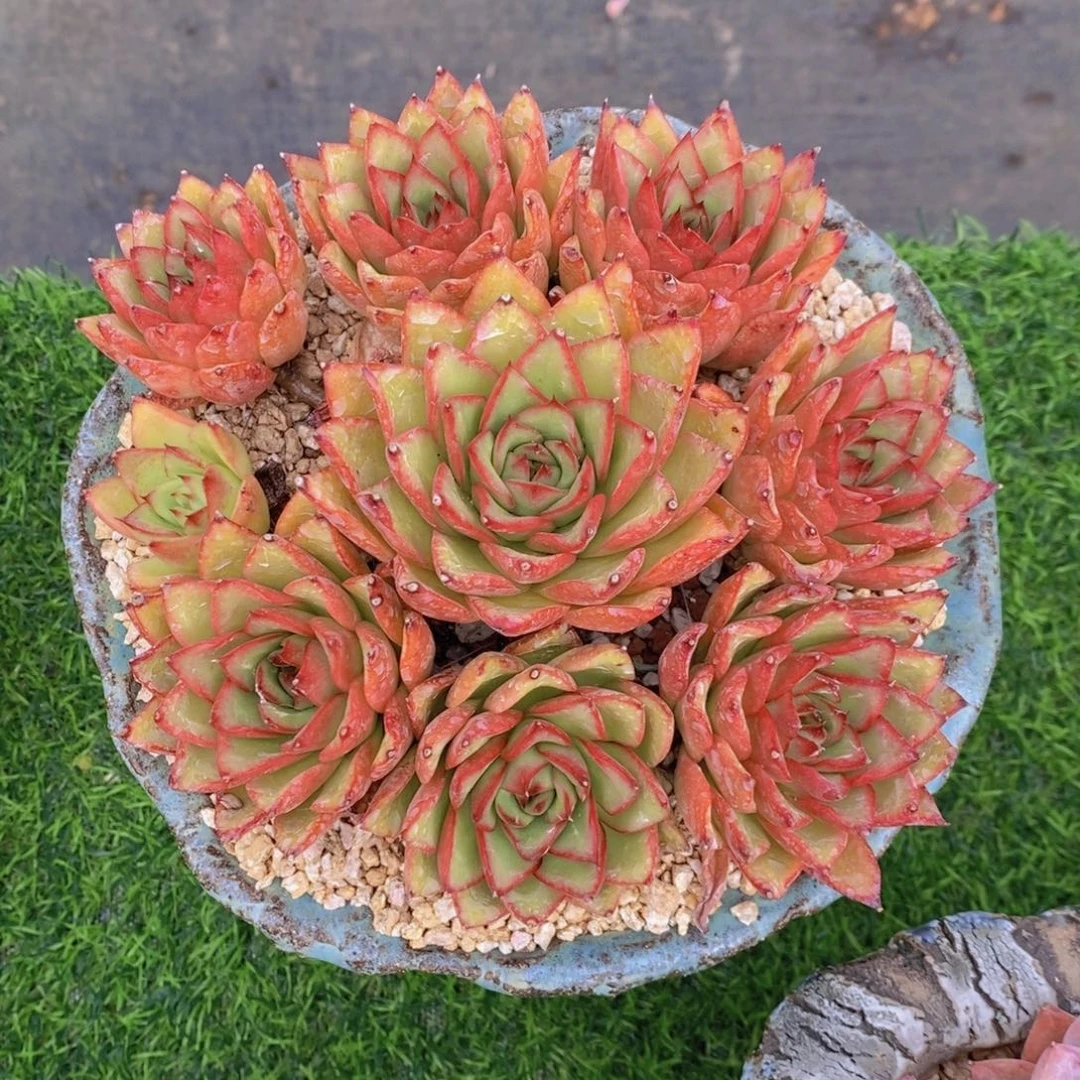 多肉植物 一物一拍