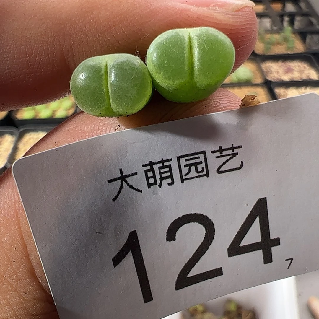 0000124 一物一拍莉迪亚薄荷风铃MG1797.67