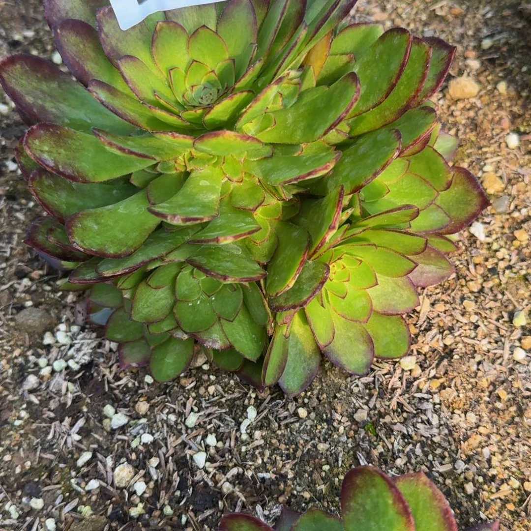 516红魔。多肉植物