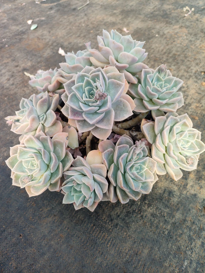 哈里沃森  新手必拍  好看好养  云南发货精品 瑕疵不售后