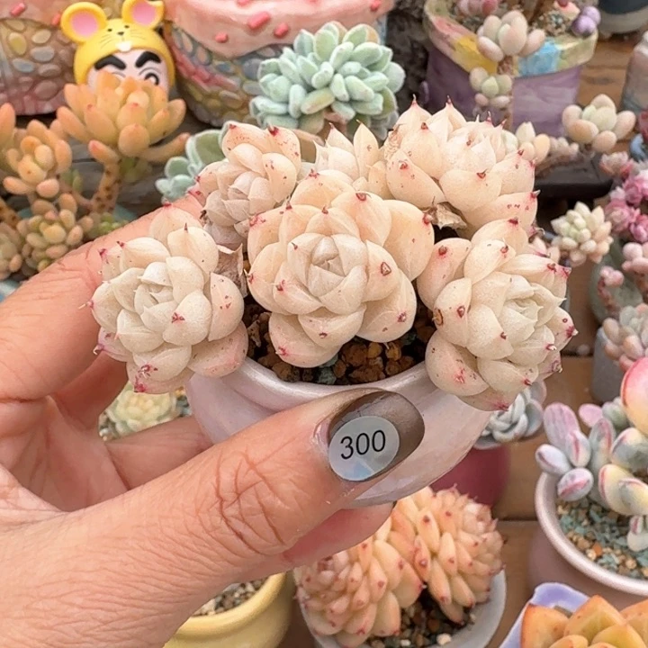 300多肉含盆土满30包邮