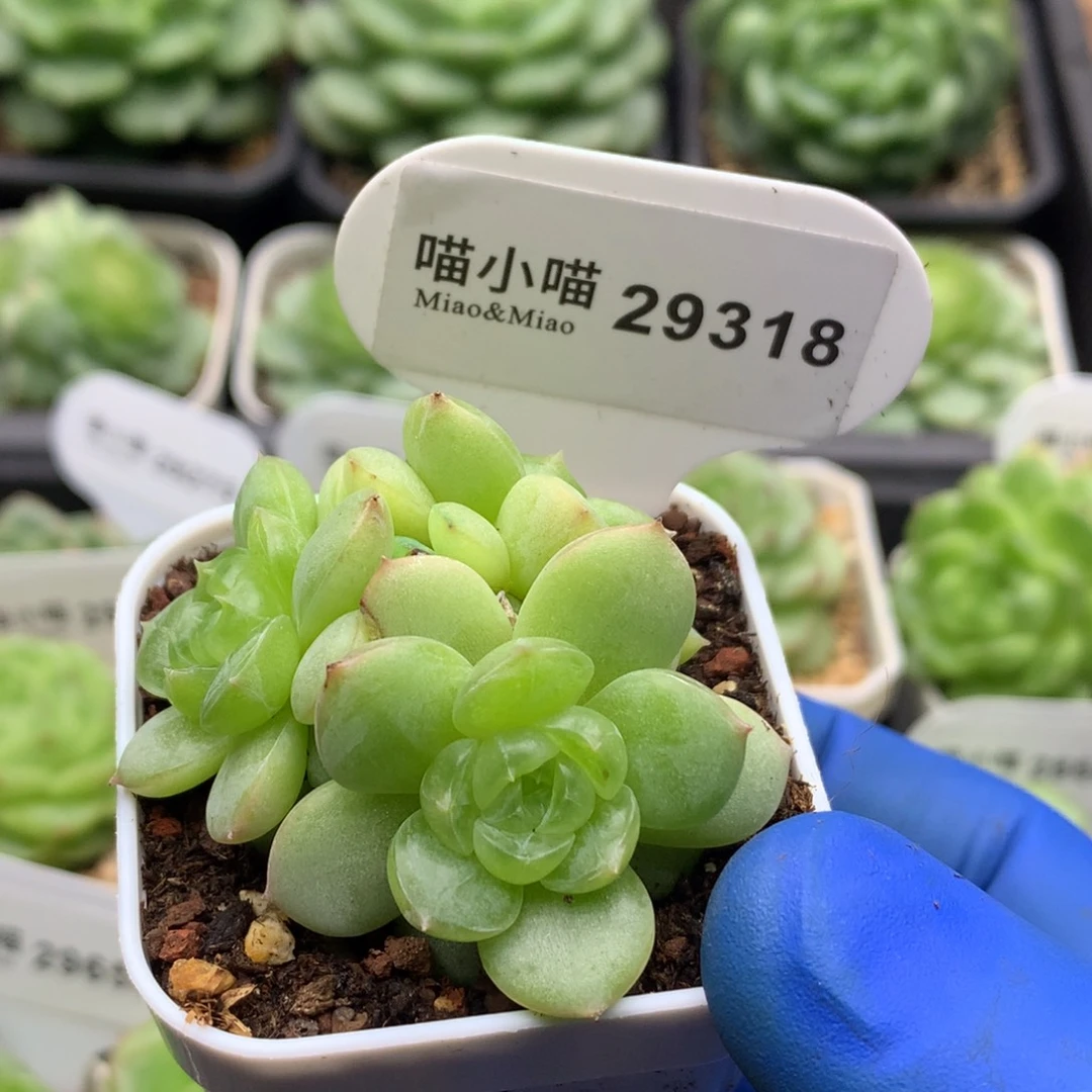 多肉植物杂交珍妮