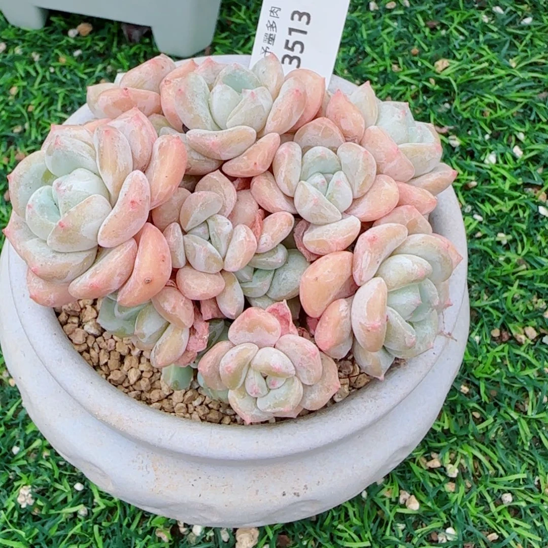 千山雪，3513多肉植物