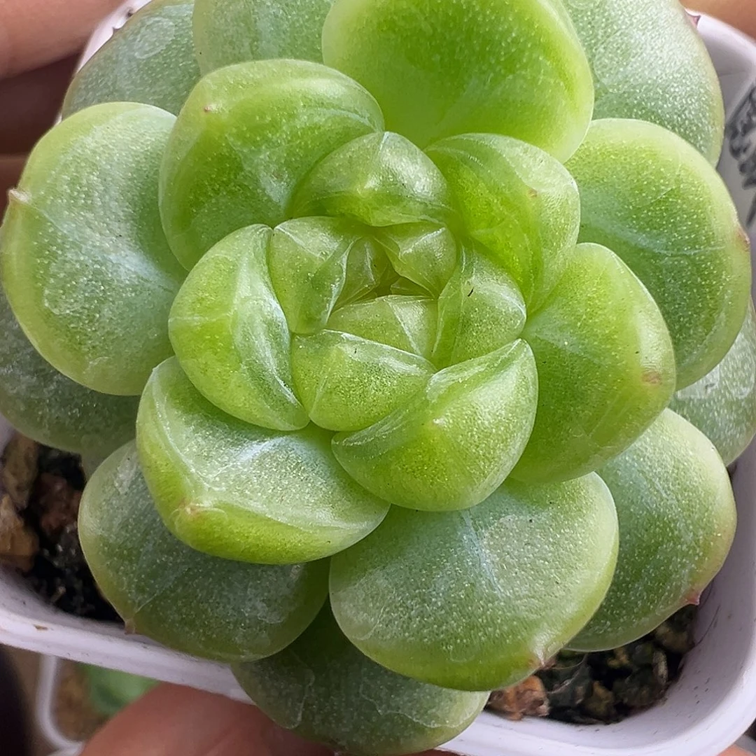 双头财富密码隐藏款。