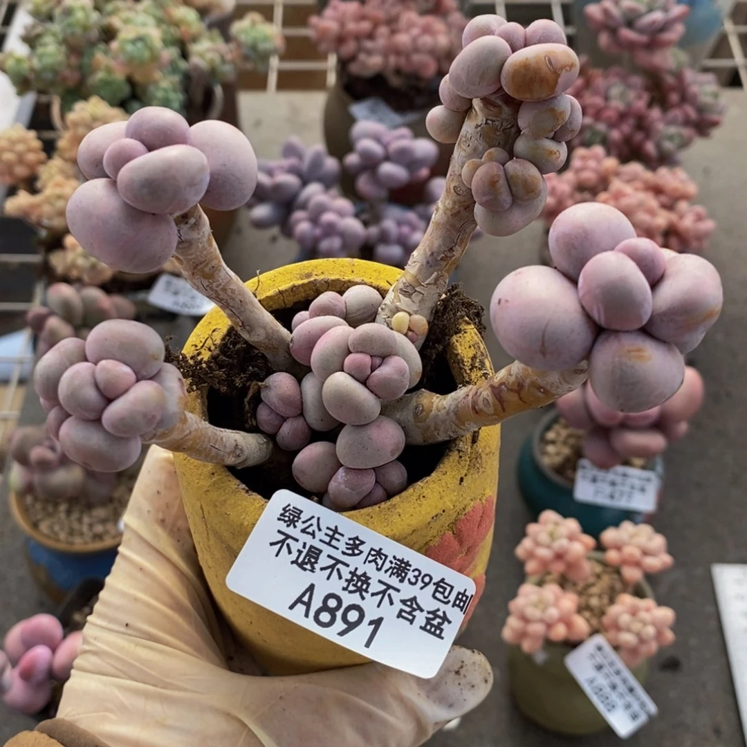 芭比奶酪891/10c m