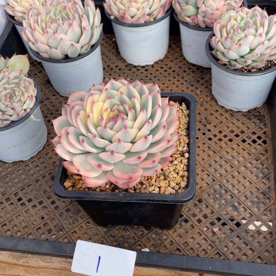 ?***?淘多肉吉娃娃锦＝一个