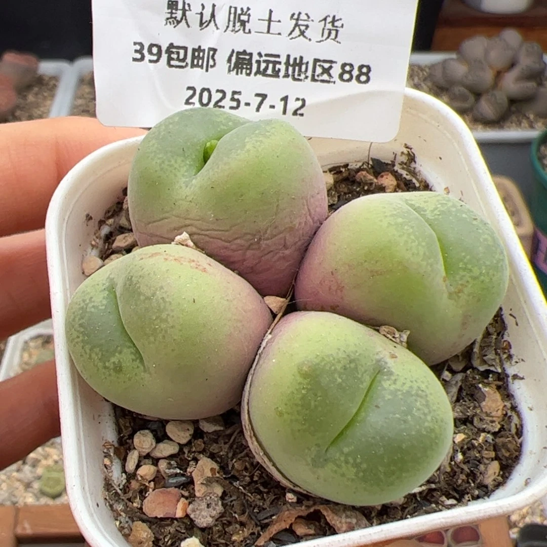 0341号 开播福利 多肉植物