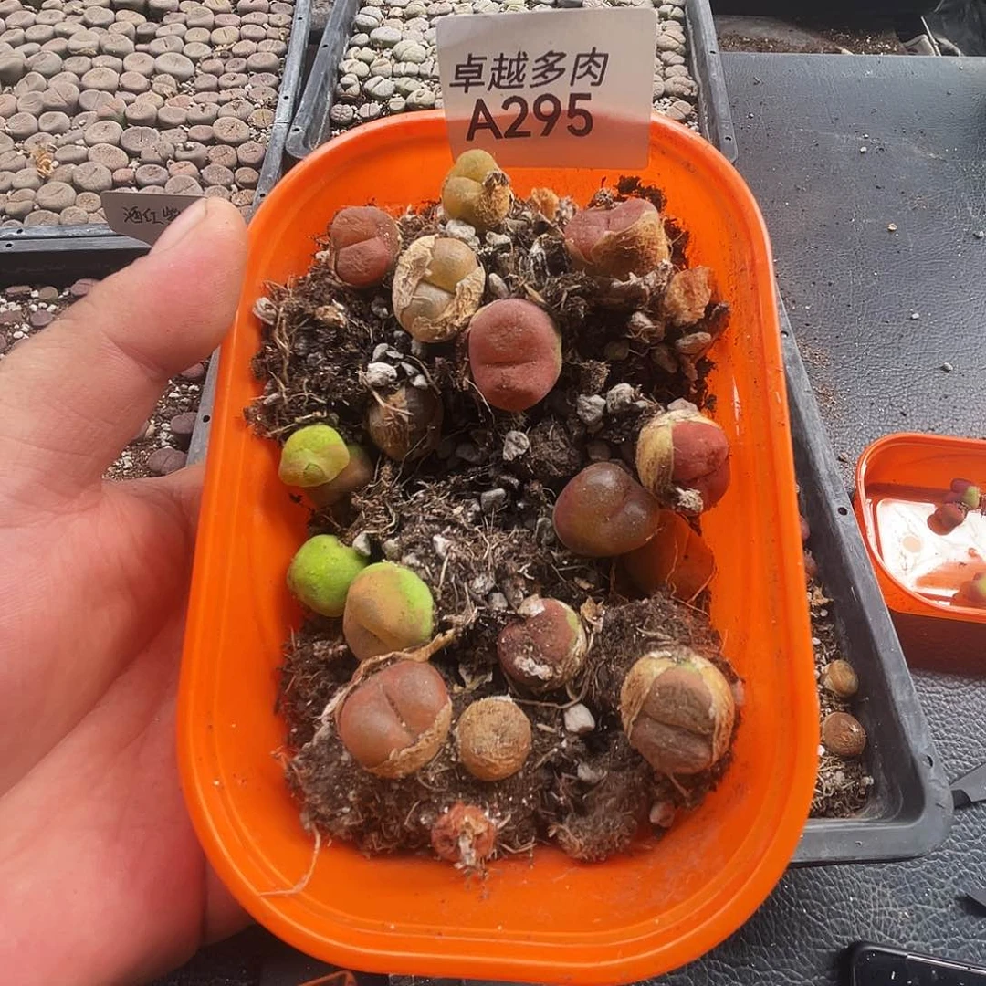 一物一拍毛汉尼A295超毛