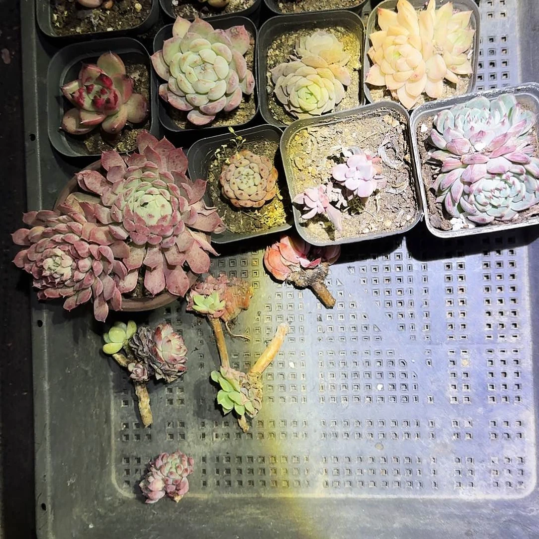 塰*满20包邮零下拍保温箱71号筐无售后