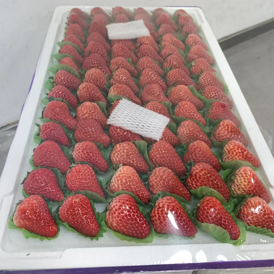 【丹东九九草莓大板】整箱带箱5斤左右 仅限太原六城区榆次购买