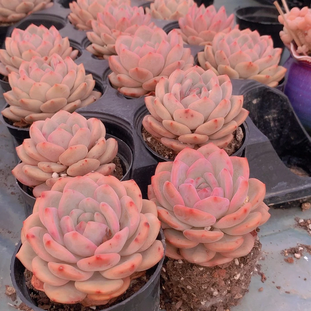 凌雪6464676777777777777