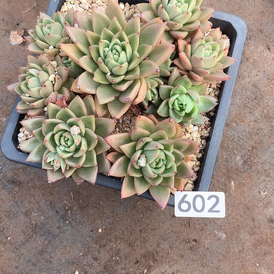 602 一物一拍多肉