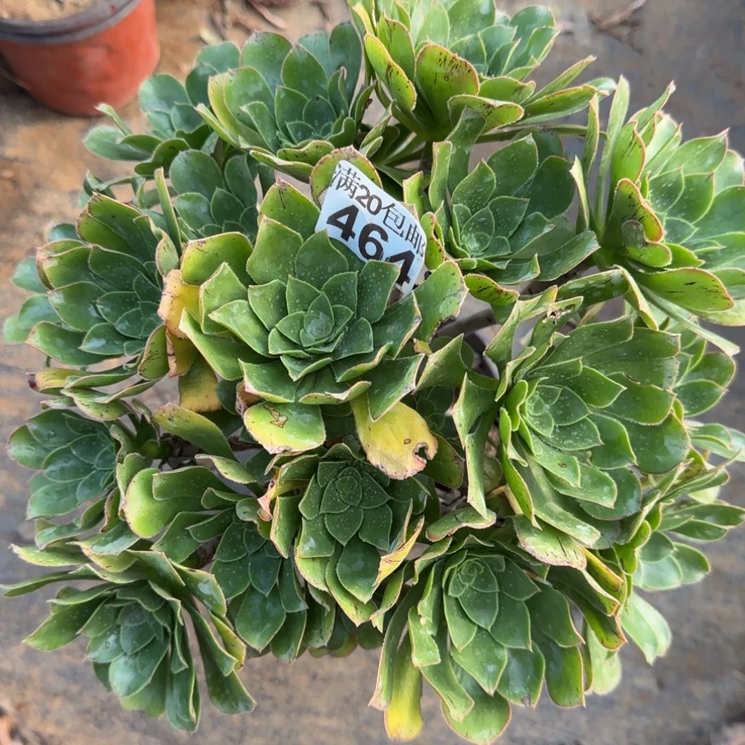 青苹果464满20包邮断枝不包