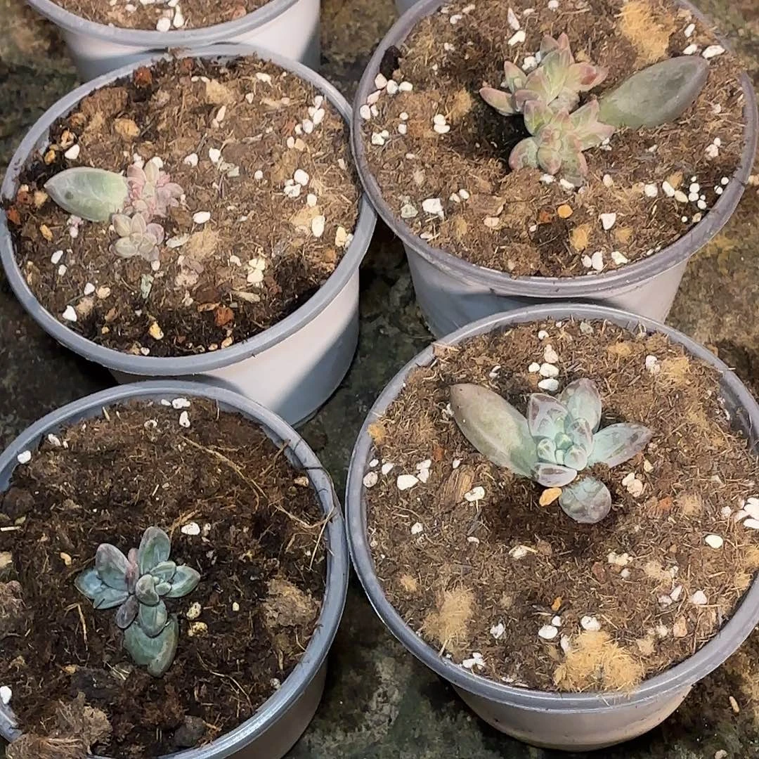 米***哥下午多肉植物生长速度