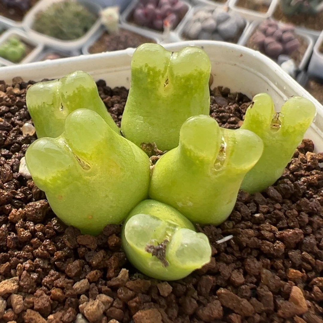 64多肉植物超奶1798.93