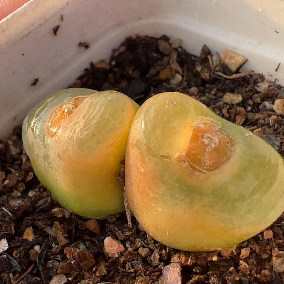 粉荔枝母本多肉植物百科