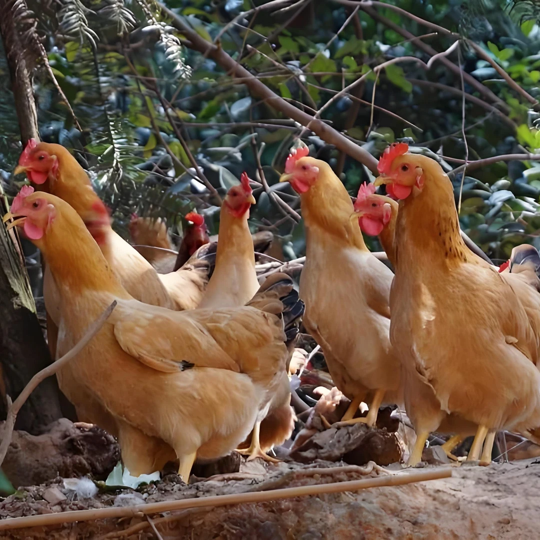 【福利清】淮南草土鸡2斤左右发货 包邮包活 宠物鸡