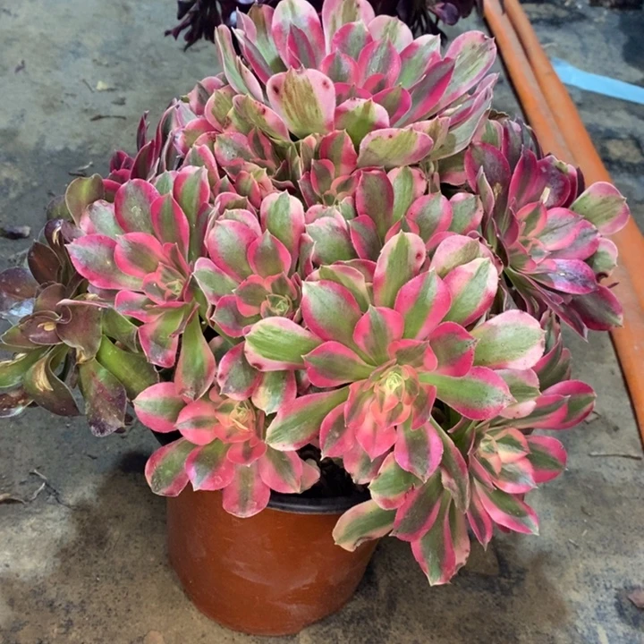 粉女巫多肉植物27。