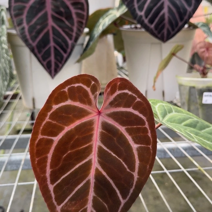 完全开放skg红2.0