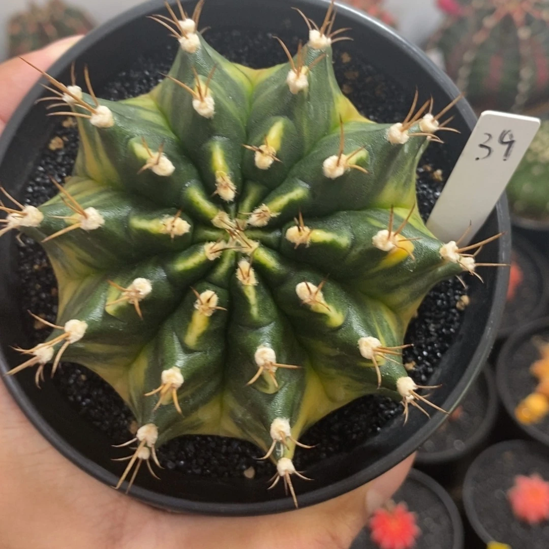 泰系全品米哈—带盆土发货20