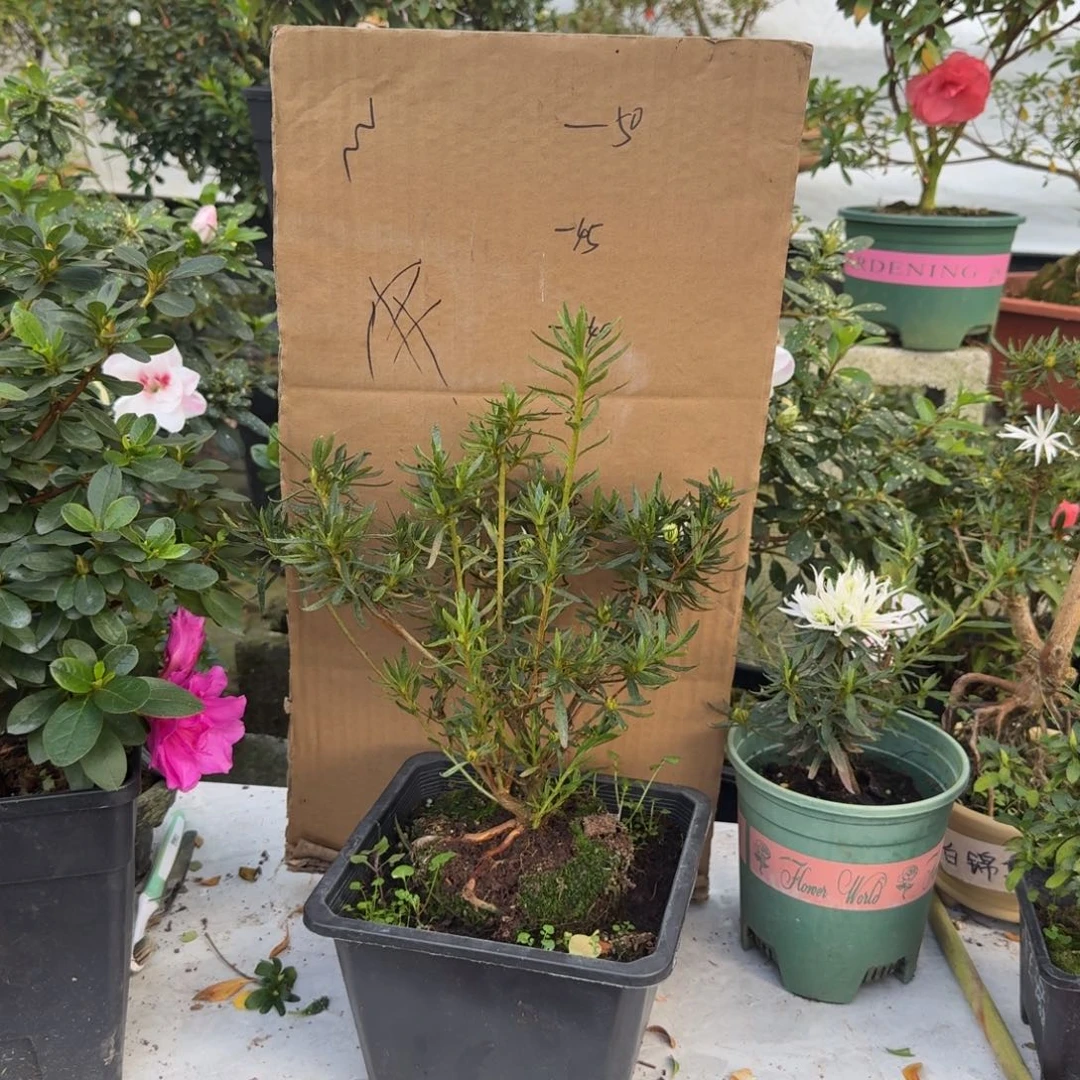 陈***?完全开放白锦樱杜鹃花