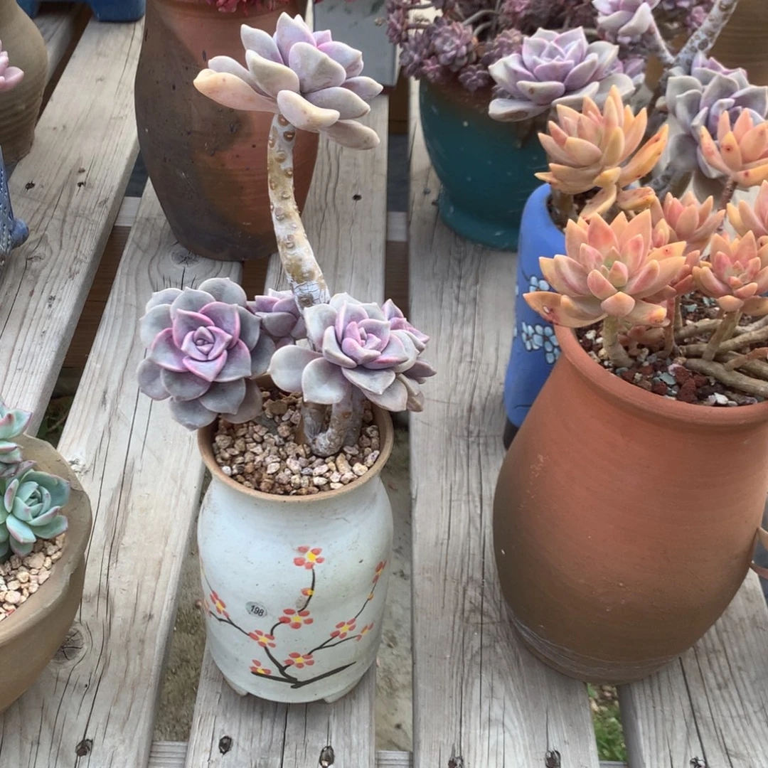 小**.紫乐多肉植物脱土