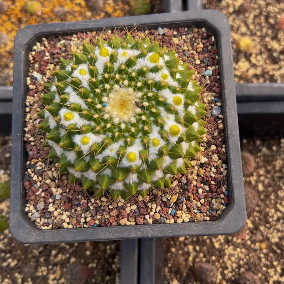 大*金洋仙人球多肉植物带盆土