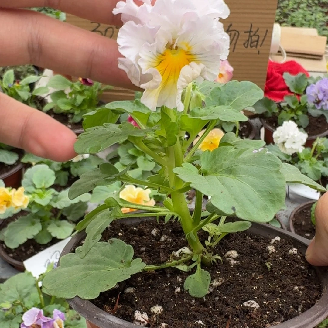 完全开放皱边角堇170