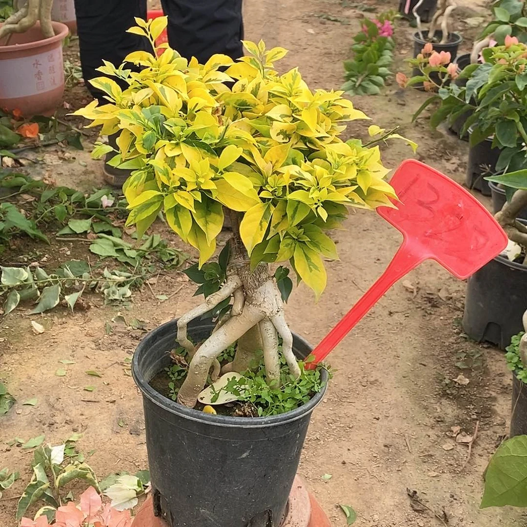 大部分开放少量花苞粉翅膀1322