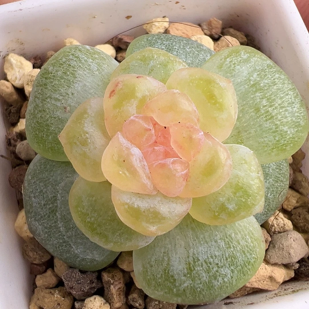 孤品 风花雪月。小星星。