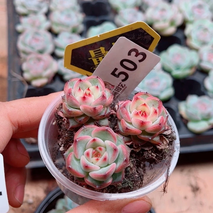 多肉植物多肉植物