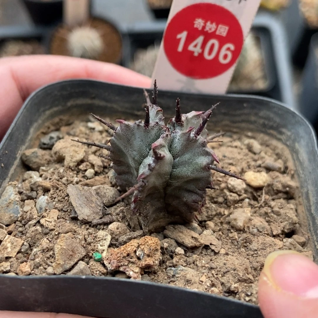 实生强刺白衣魁伟玉一颗