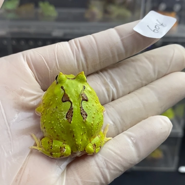 卟***乖角蛙604号蝴蝶角蛙角蛙