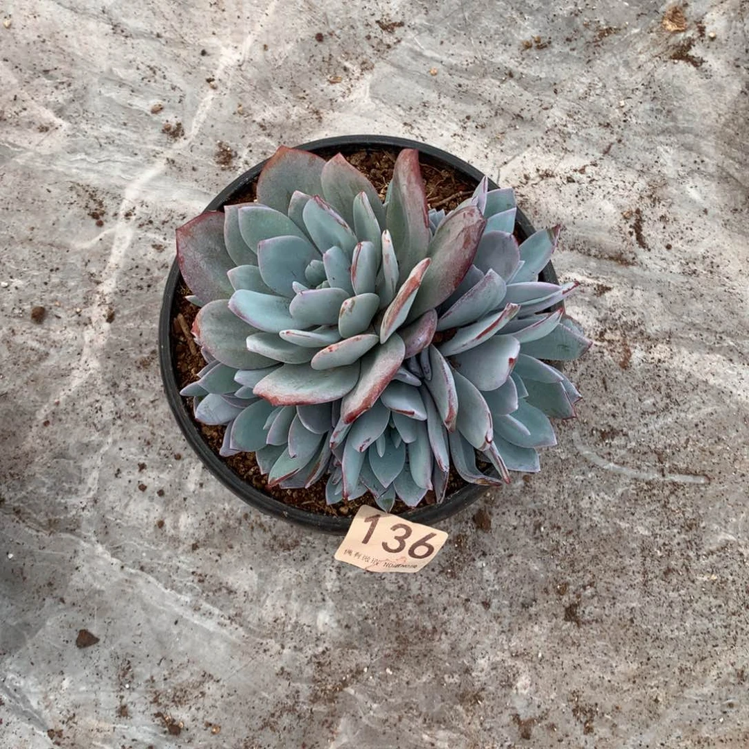 136奶茶多肉植物！！！！！！