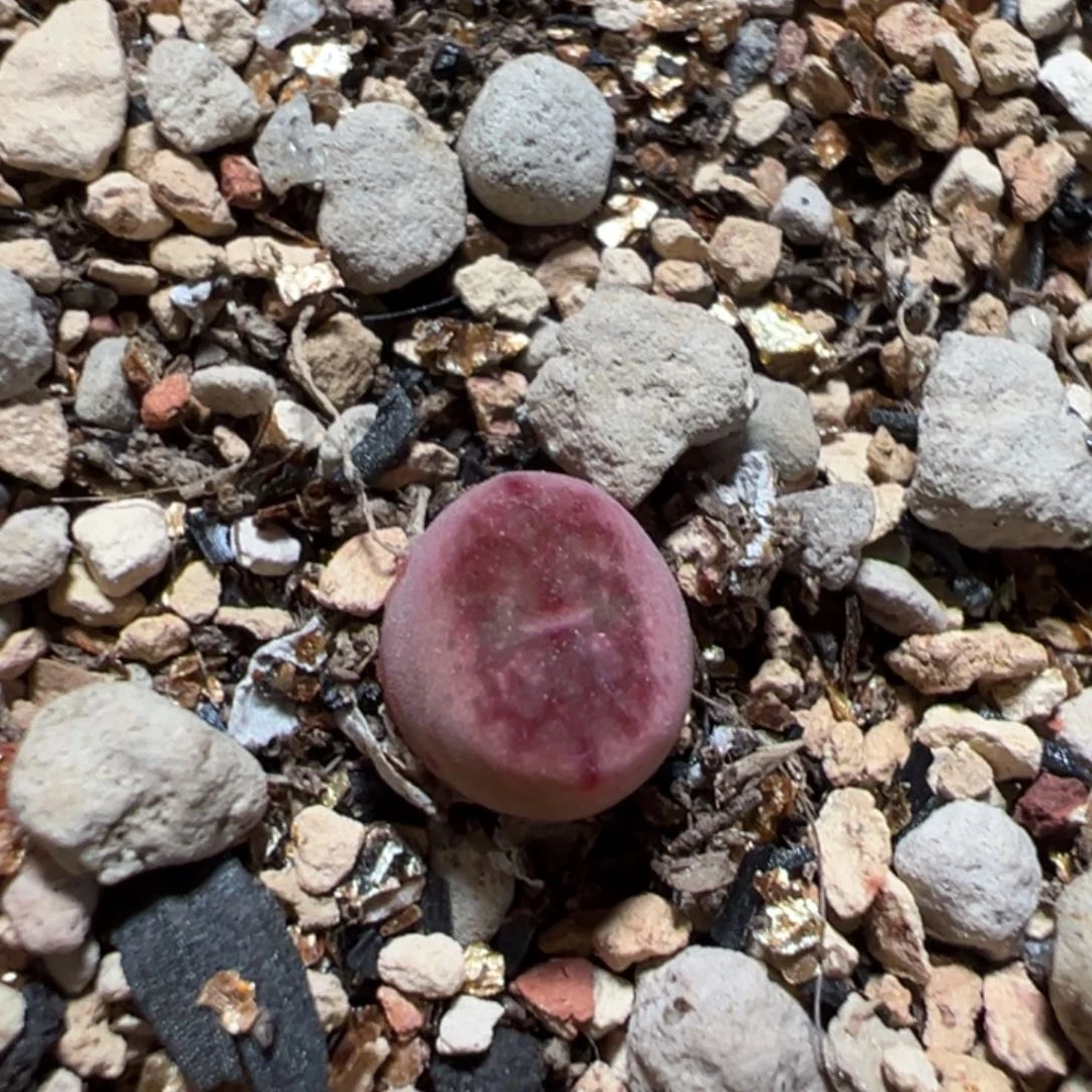 茶***手吕桃割杂白桃割杂多肉