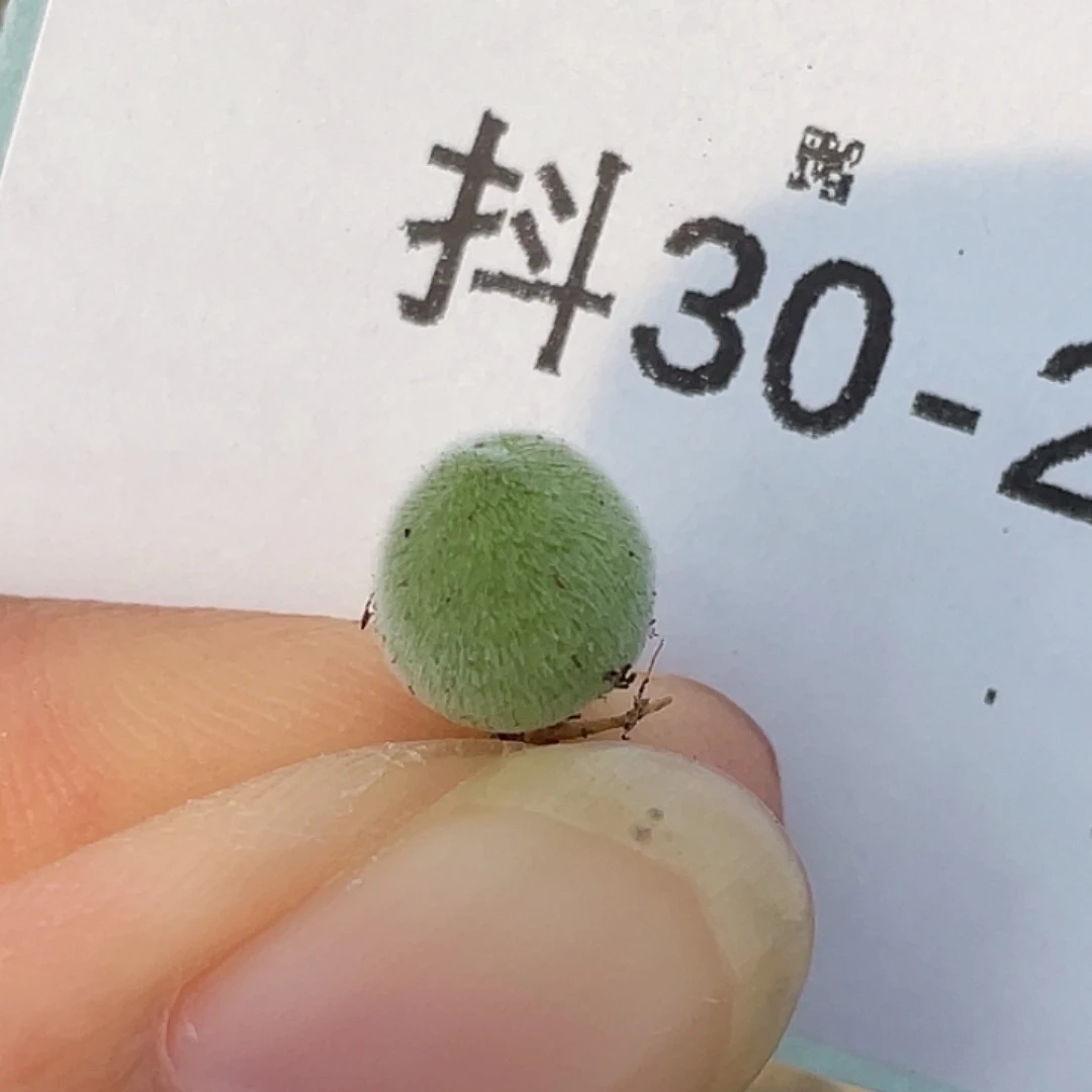 30-2宝辉多肉植物