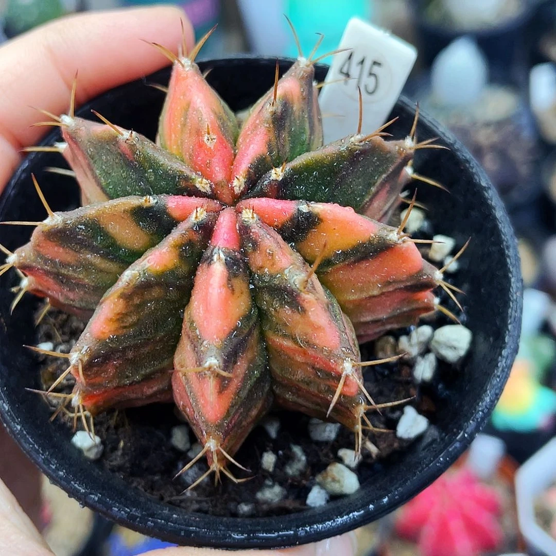 非偏远地区满25包邮仙人球