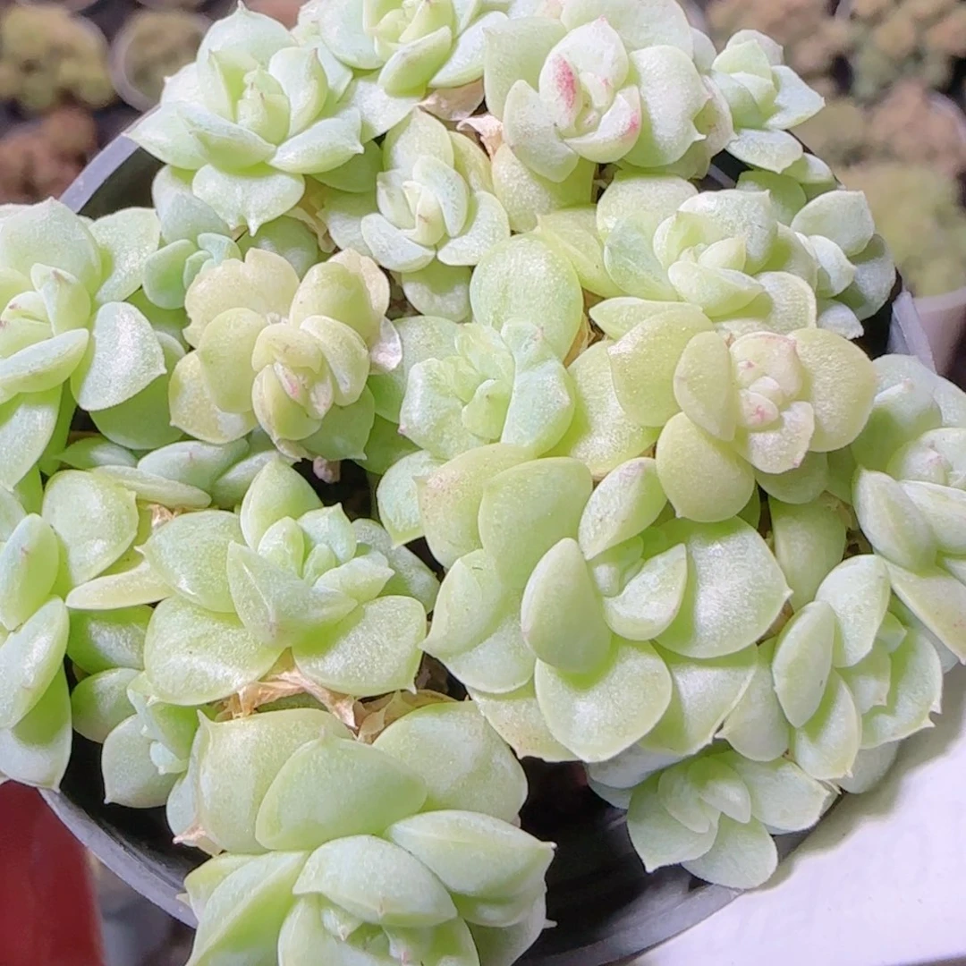 花语逸镜1030-392散