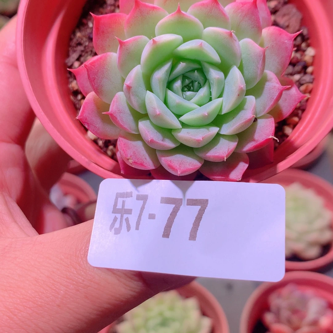 乐然7-77 麻薯单头